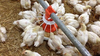 بشرى سارة بشأن أسعار الدواجن.. الأعلاف كلمة السر