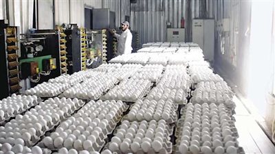 أسعار كرتونة البيض اليوم السبت 