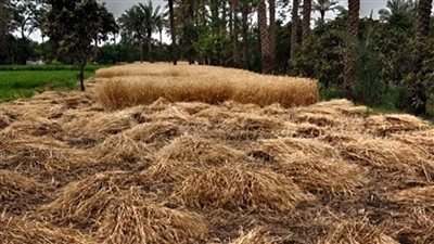الشرقية تتصدر محافظات الجمهورية في إنتاج وتوريد القمح