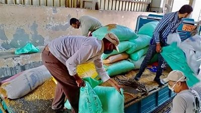 توريد 110 آلاف طن قمح إلى شون وصوامع كفرالشيخ
