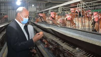 محافظ القليوبية يتابع مشروع الـ 30 مليون بيضة بالخانكة 