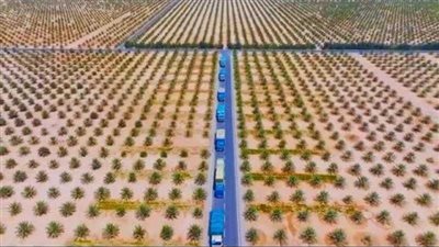 آخرها أكبر مزرعة نخيل في العالم.. أرقام قياسية لمشروعات مصرية بموسوعة جينيس