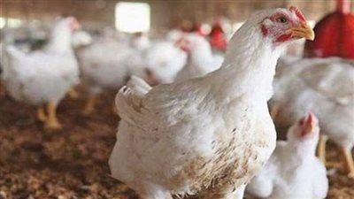 أسعار الدواجن اليوم الاثنين في الأسواق المصرية