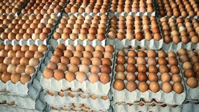 أسعار كرتونة البيض اليوم الإثنين في الأسواق المصرية