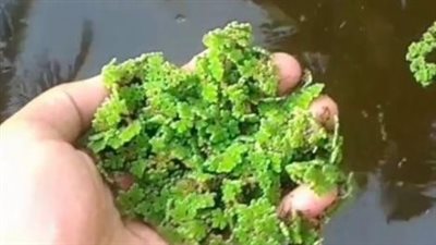 الأزولا البديل المنسي في حرب أسعار أعلاف الدواجن