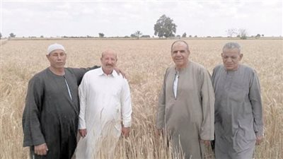 الوفد ترصد فرحة الفلاحين بحصاد الذهب الأصفر في الإسكندرية