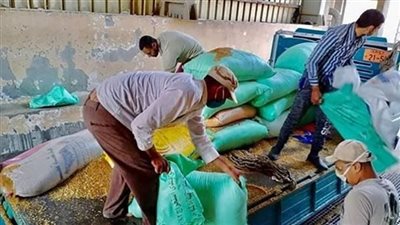 شون وصوامع كفر الشيخ تستقبل 129 ألف طن قمح