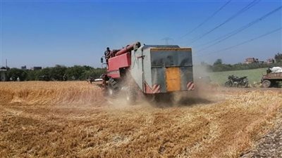 التموين.. استلام 2.2 مليون طن  قمح  واستمرار التوريد حتى أغسطس المقبل.