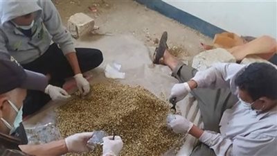 بدء انطلاق حملة مكافحة القوارض عقب حصاد المحاصيل الشتوية بالبحيرة 