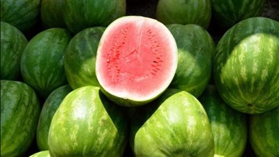 موعد زراعة البطيخ ونصائح للمواطنين عند الشراء 