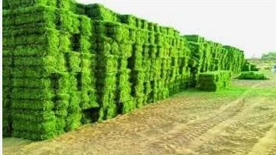 الأعلاف الخضراء.. البديل الأنسب بعد غلاء 