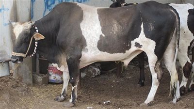 طرح عجول بقري للأضاحي بسعر 125 جنيهًا للكيلو