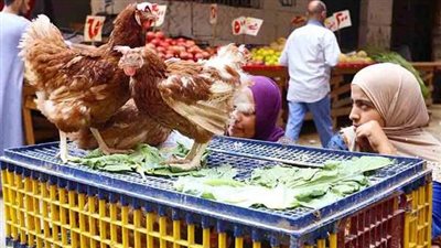 أسعار الدواجن اليوم الاثنين بالمزرعة