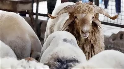 توفير اللحوم لمواجهة ارتفاع الأسعار في العيد والكيلو بـ 225 جنيها.. فيديو