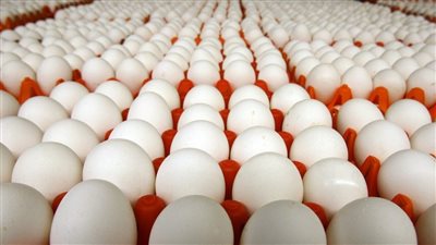 أسعار البيض اليوم الإثنين في المزرعة