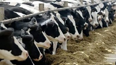 170 ألف رأس ماشية تدخل مصر قريبًا.. انفراجه مرتقبة في الأسعار