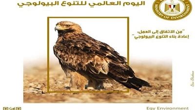 أسوان تسير نحو الفوز بلقب 