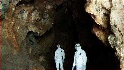 خفافيش البرازيل تُنذر بوباء جديد والصحة العالمية تحذر