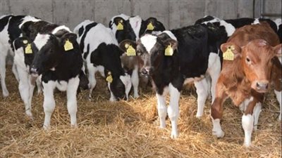 شعبة القصابين تكشف عن أسعار الأضاحي قبل دخول العيد