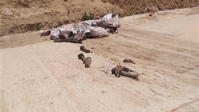 مطروح تكشف حقيقة العثور على رؤوس وارجل حمير ملقاة بالطريق الدولي 