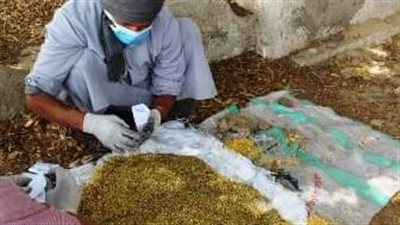 زراعة الشرقية: استمرار فعاليات الحملة القومية لمكافحة القوارض بقرى المحافظة