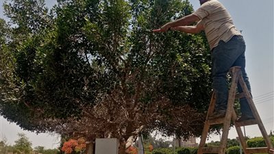 رفع كفاءة المسطحات الخضراء بالشارع التجاري بالإسماعيلية 