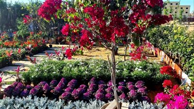 من 110 عام.. معرض زهور الربيع عبق التاريخ وجمال الطبيعة