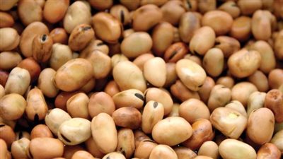 أسعار الفول صباح اليوم الأحد في الأسواق.. أكلة الفقير بكام؟