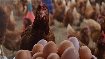 أسعار الدواجن اليوم الأحد بالمزرعة