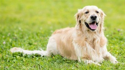 خطوات حماية الحيوانات الأليفة من الجراثيم 