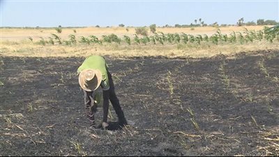 تزايد الصراع بين المزارعين والرعاة  في تشاد