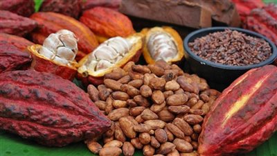 كوت ديفوار وغانا يخسران المليارات والسر في الكاكاو