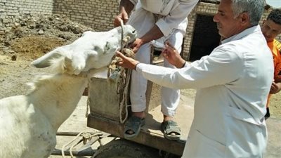جامعة الزقازيق توجه قافلة بيطرية لقرية العراقي 