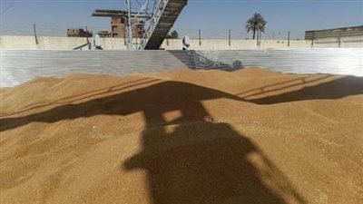 شون وصوامع سوهاج تستقبل 74 ألف و58 طن قمح محلي من المزارعين