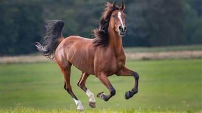 بكفالة 5 آلاف جنيه.. إخلاء سبيل المتهمين بذبح أحصنة وبيعها للمحال في بنها