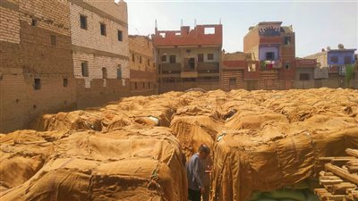المنيا تتخطى المستهدف من توريد القمح بنسبة 106.4%