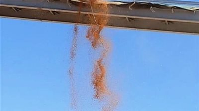 شون وصوامع سوهاج تستقبل 84 ألف و134 طن قمح 