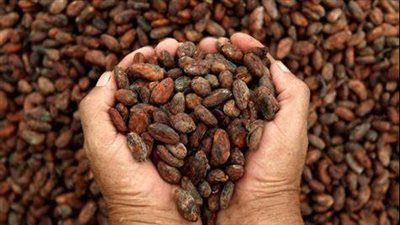 مبادرة الكاكاو تعقد اجتماعًا واسعة وتدعو الدول للانضمام 