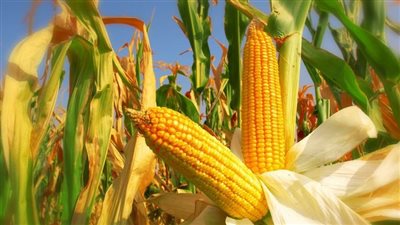تراجع أسعار الذرة اليوم الإثنين في الأسواق