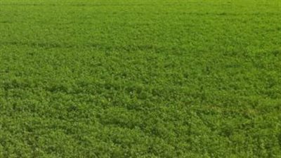 طرح 5 مزايدات على 100 قطعة أرض زراعية في الوادى الجديد