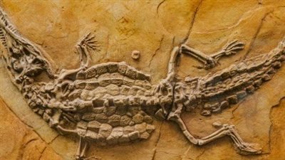 عصر البروتيروزويك.. اكتشاف بقايا أحافير تعود تاريخها لـ1.6 مليار سنة