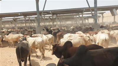 مصر تتعاقد على استيراد لحوم حية ومجمدة من 4 دول إفريقية