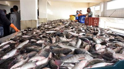محافظ كفر الشيخ: طرح طن ونصف أسماك بـ40 جنيهًا للكيلو
