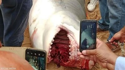 قرش الغردقة.. كيف تحمي نفسك حال الهجوم عليك؟