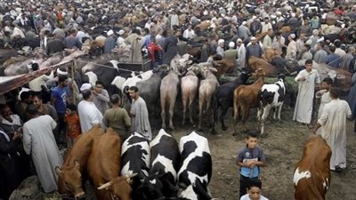أسعار أضاحي العيد في الأسواق 