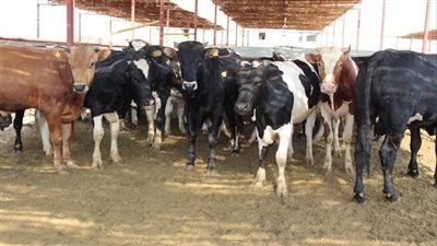 منافذ بيع الأضاحي في القاهرة والجيزة