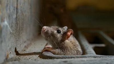 فأر يجبر طائرة على الهبوط الاضطراري