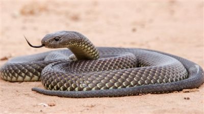 قليل البخت.. ثعبان يهبط من السماء على وجه رجل (فيديو)