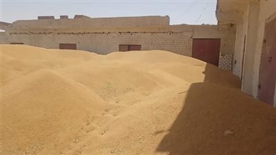 ضبط 852 طن قمح حجب عن التوريد للمطاحن الحكومية
