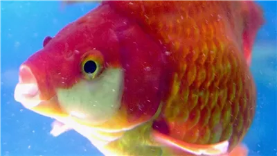 الفرخ الشمسي.. اكتشاف سمكة جديدة تعض الناس في البحار